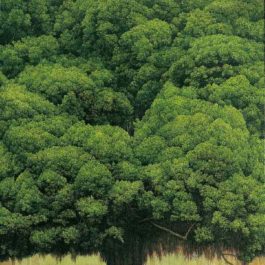 葉子奇，樹的追想 ‧ 台南，2010，卵彩・油畫/亞麻布，213.4 x 137.2 cm